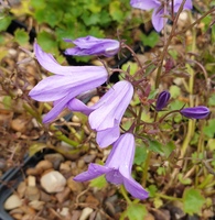 Campanula portenschlagiana Resholt's variety